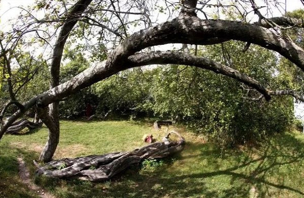 Picture 5 of Ancient apple trees spread out with 10 football fields