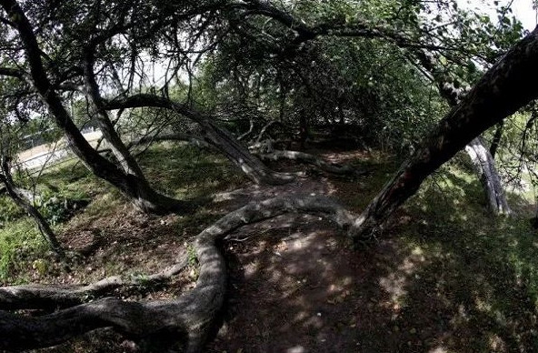Picture 6 of Ancient apple trees spread out with 10 football fields