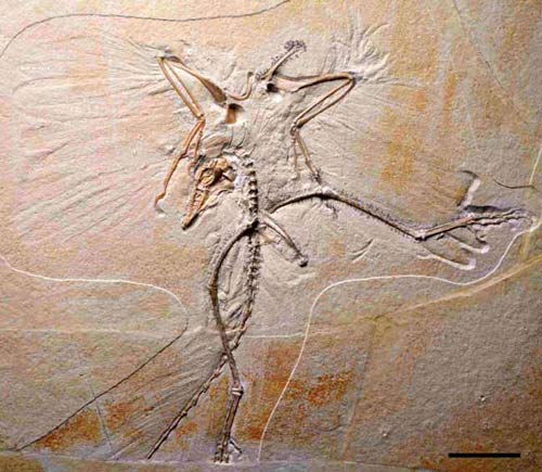 Picture 2 of Ancient birds fly with 4 wings