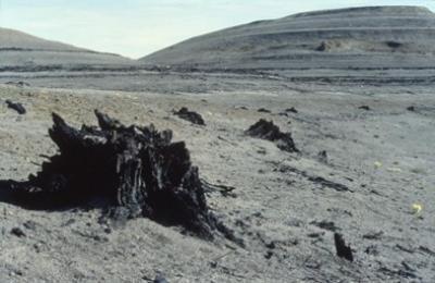 Ancient climate change: palm trees give way to spruce images 1