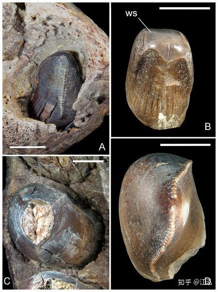 Picture 10 of Ancient crocodile: The machine of destruction is more scary than dinosaurs