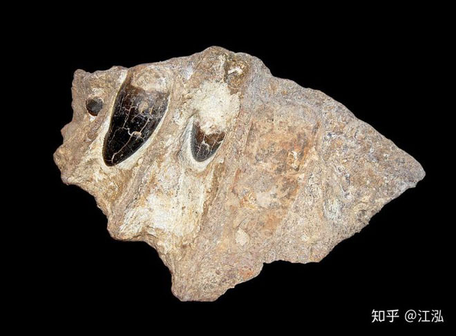 Picture 3 of Ancient crocodile: The machine of destruction is more scary than dinosaurs