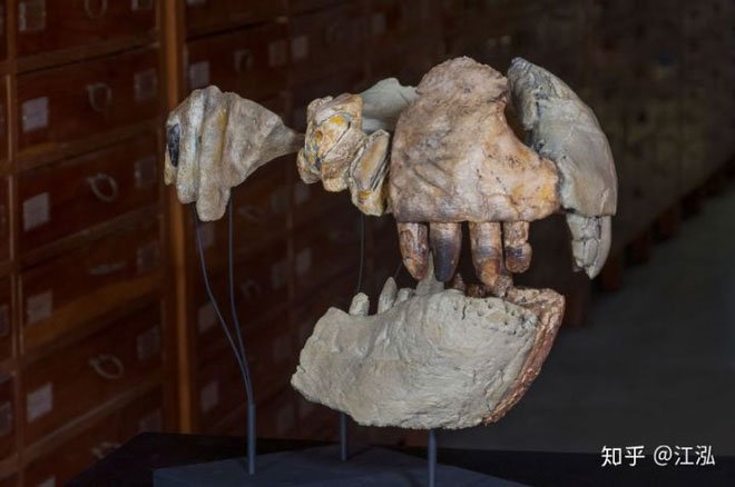 Picture 4 of Ancient crocodile: The machine of destruction is more scary than dinosaurs