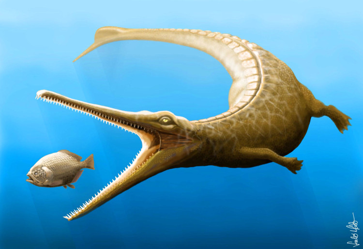 Picture 1 of Ancient crocodiles ever clever like dolphins?