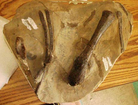 Picture 1 of Ancient crocodiles swim like fish