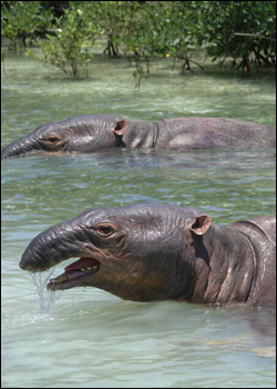 Picture 2 of Ancient elephant ancestors lived under water