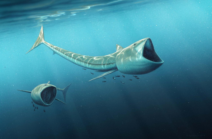 Picture 1 of Ancient fish is half a meter long