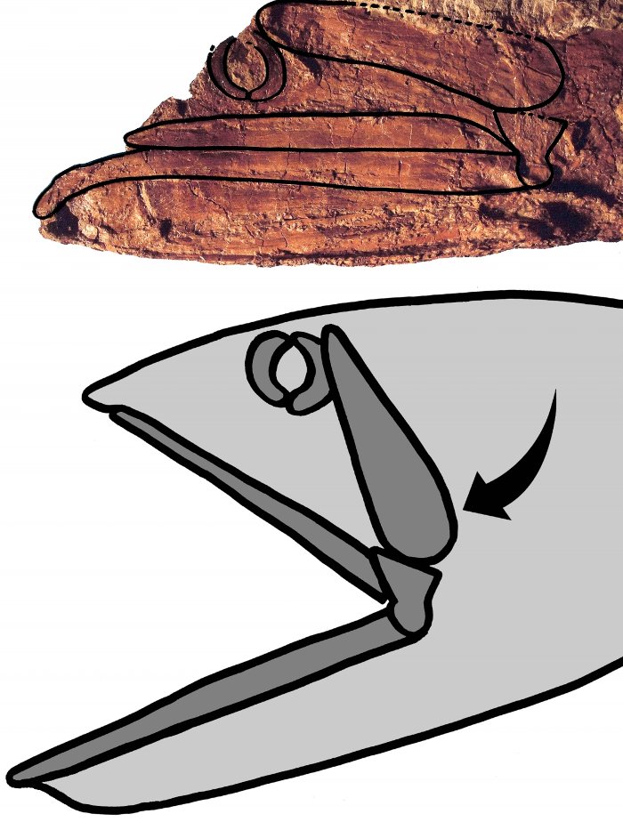 Picture 3 of Ancient fish is half a meter long