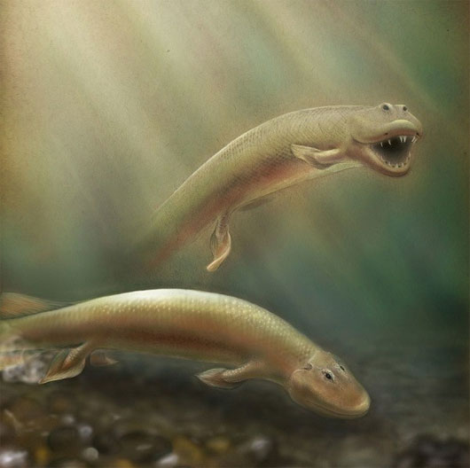 Picture 1 of Ancient fish 'monsters' used fins to walk