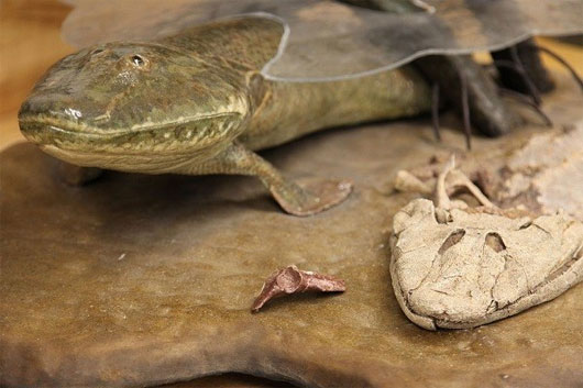 Picture 2 of Ancient fish 'monsters' used fins to walk