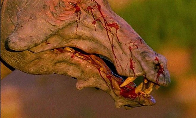 Picture 11 of Ancient giant pig: Terror of prehistoric North America