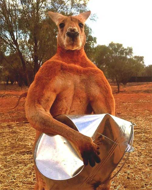 Picture 2 of Ancient Kangaroo: Steel-hard jawbone that can split large trunk