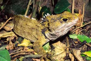 Picture 1 of Ancient lizard - The salamander (Sphenodon punctatus)