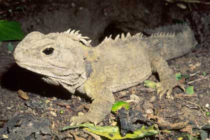 Picture 2 of Ancient lizard - The salamander (Sphenodon punctatus)