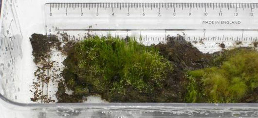Picture 1 of Ancient moss revival after 1,500 years of sleep