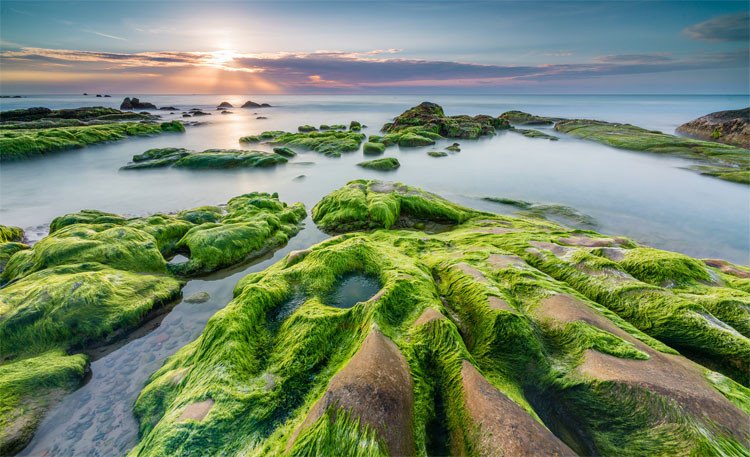 Picture 1 of Ancient moss species has been prepared for humanity to appear