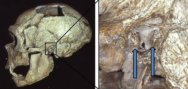 Picture 3 of Ancient remains reveal our 'fishman' ancestors