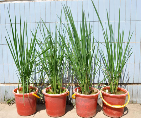 Picture 1 of Ancient rice has been a problem