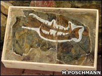 Picture 1 of Ancient scorpions are bigger than humans