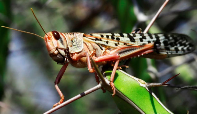 Picture 2 of And yet corona virus, China has faced the 'pandemic' of locusts