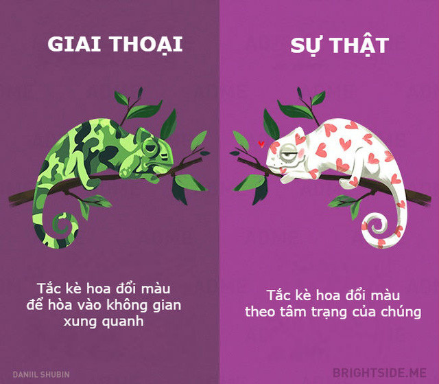 Picture 11 of Anecdotes should not believe other animals