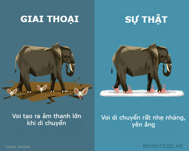 Picture 8 of Anecdotes should not believe other animals