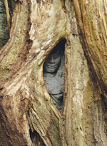 Picture 4 of Angkor, the home of gods