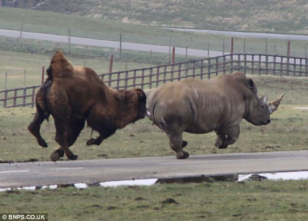 Picture 1 of Angry camels chase the rhino to run out of smoke