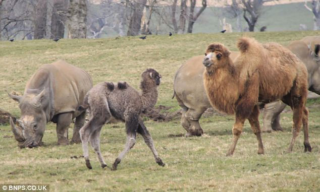 Picture 2 of Angry camels chase the rhino to run out of smoke