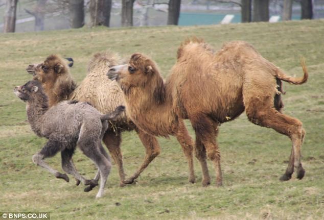 Picture 3 of Angry camels chase the rhino to run out of smoke