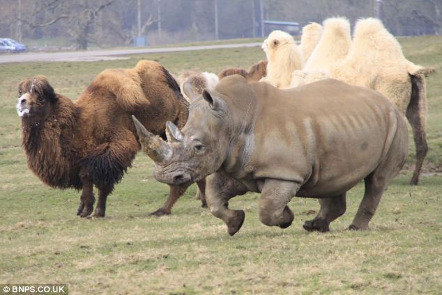 Picture 4 of Angry camels chase the rhino to run out of smoke