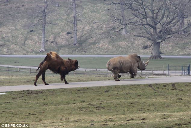 Picture 5 of Angry camels chase the rhino to run out of smoke