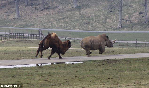 Picture 6 of Angry camels chase the rhino to run out of smoke