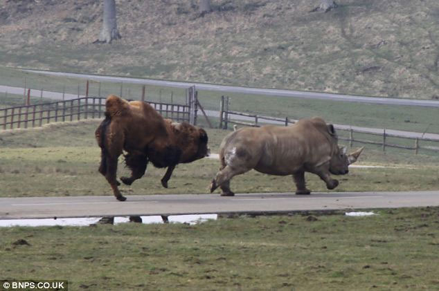 Picture 7 of Angry camels chase the rhino to run out of smoke