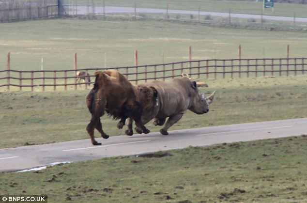 Picture 8 of Angry camels chase the rhino to run out of smoke