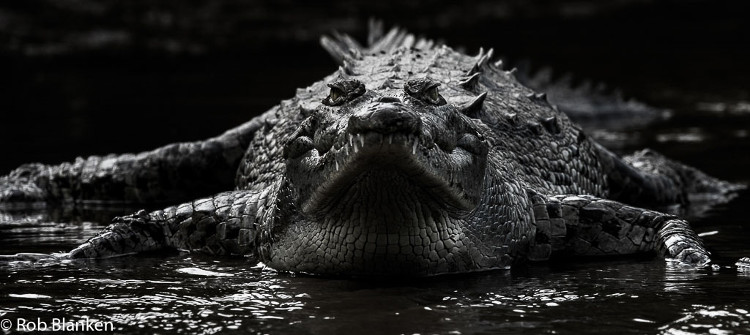 Picture 1 of Animal feed to change crocodile gender?