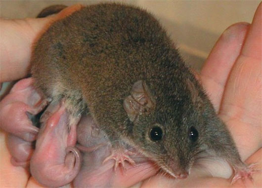 Picture 1 of Animal fiends 'love' is crazy, intense to death