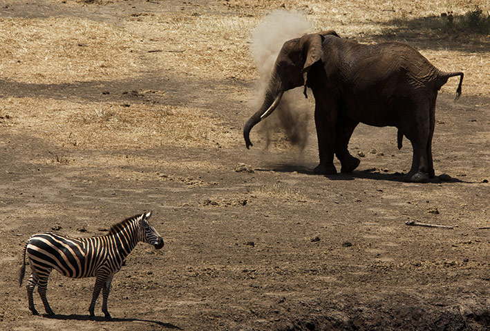 Picture 7 of Animal photos: Elephants play with the land