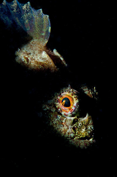 Picture 11 of Animal photos last week: Crab scavenged fish