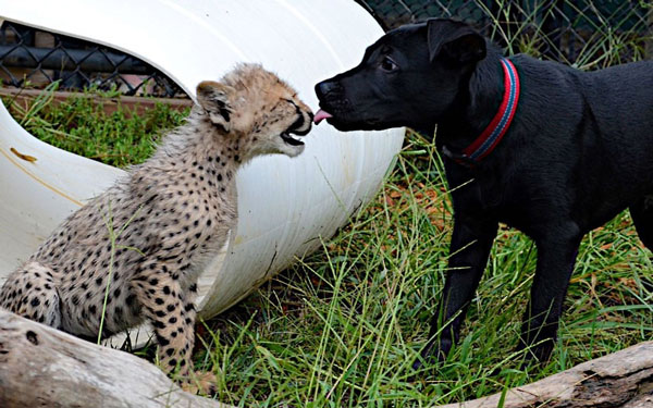 Picture 10 of Animal photos last week: Dog and leopard kiss