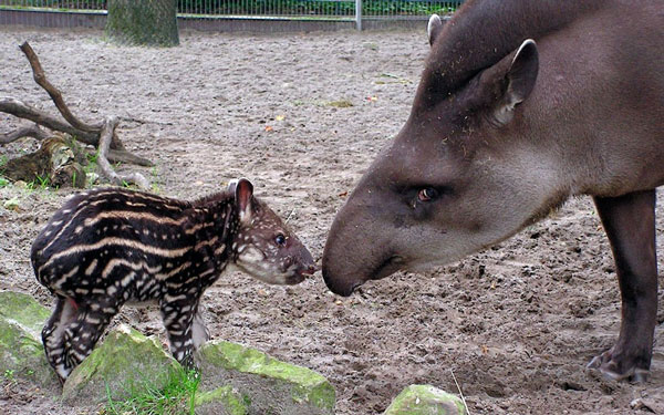 Picture 11 of Animal photos last week: Dog and leopard kiss