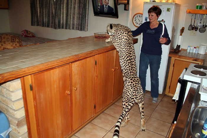 Picture 8 of Animal photos last week: Dog and leopard kiss