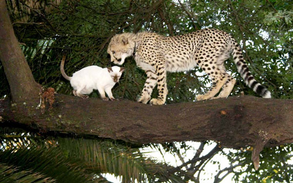 Picture 9 of Animal photos last week: Dog and leopard kiss