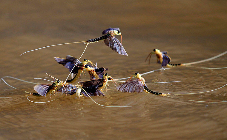 Picture 2 of Animal photos last week: Fish walking in Mexico