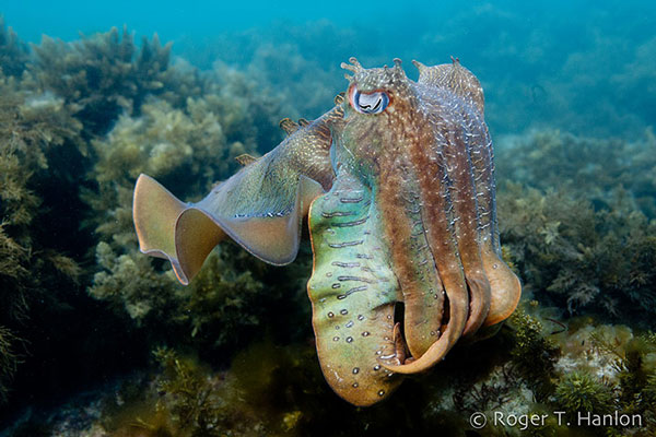 Picture 7 of Animal photos last week: Fish walking in Mexico