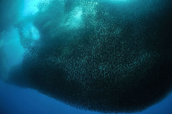 Picture 8 of Animal photos last week: Fish walking in Mexico