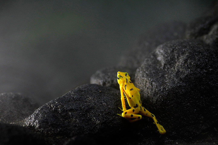Picture 1 of Animal photos last week: Golden frog festival in Panama