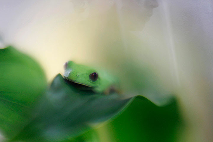 Picture 9 of Animal photos last week: Golden frog festival in Panama