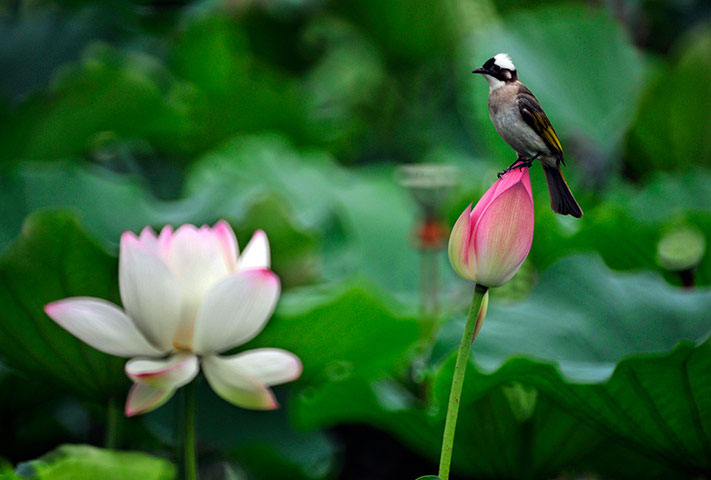 Picture 12 of Animal photos last week: Green mating butterflies on flowers