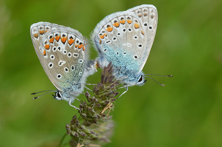 Picture 15 of Animal photos last week: Green mating butterflies on flowers